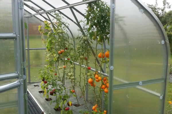 Polikarbonato šiltnamis Klasika lašo formos