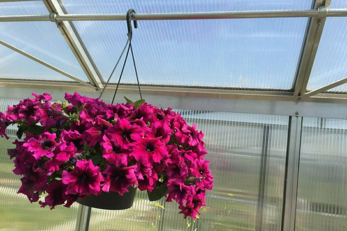 Augalų parišimo vamzdeliai Augalų parišimo vamzdeliai