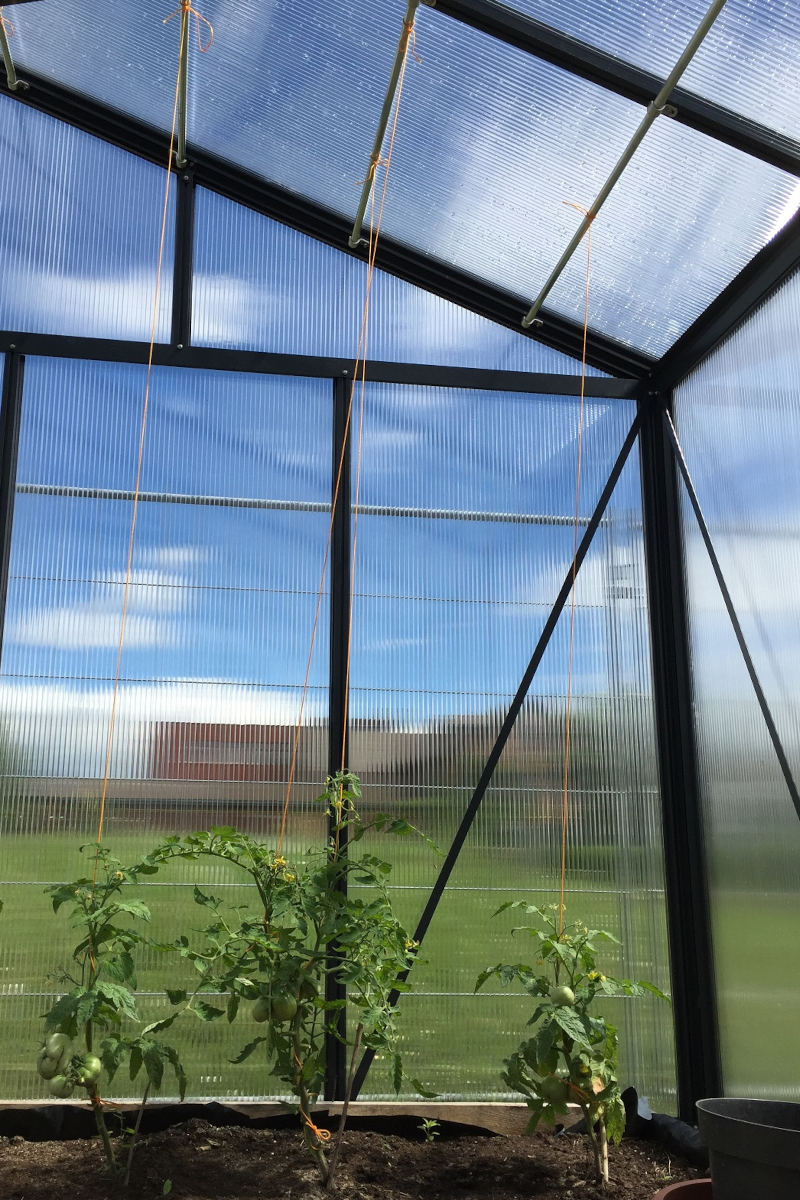 Augalų parišimo vamzdeliai Augalų parišimo vamzdeliai